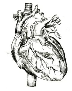 Heart study, hand-drawn ink illustration