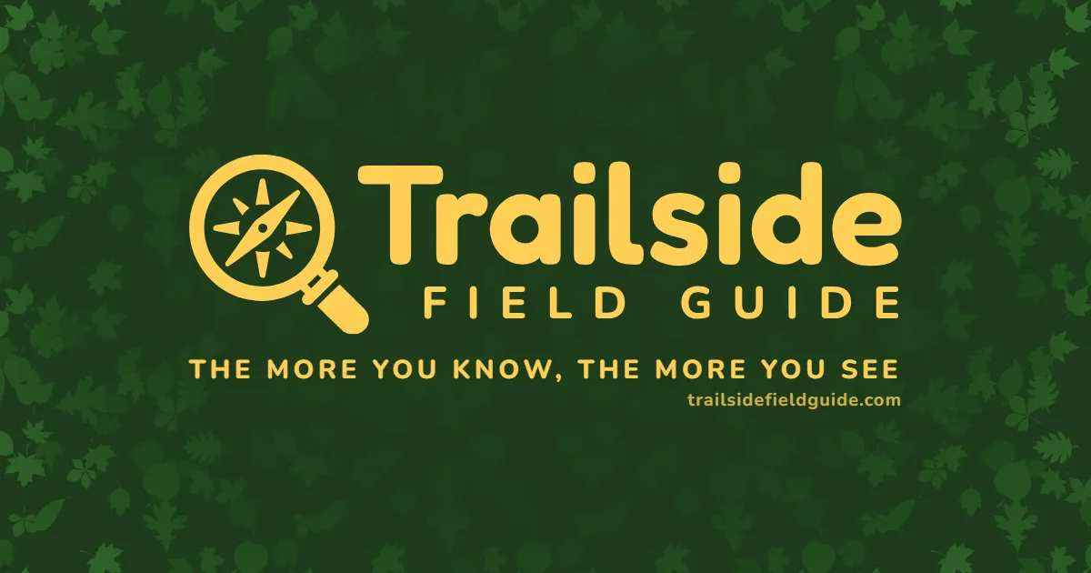 Trailside Field Guide logo lockup, a compass inside a magnifying glass beside the wordmark, on forest green