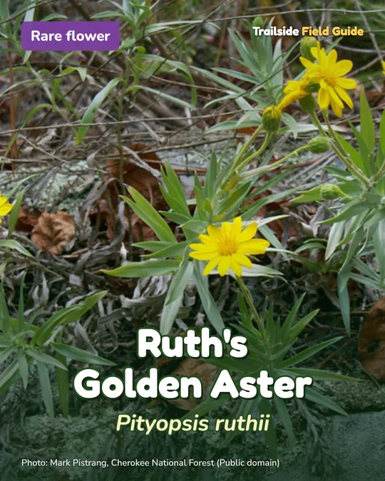Post card for Ruth’s Golden Aster, a rare wildflower