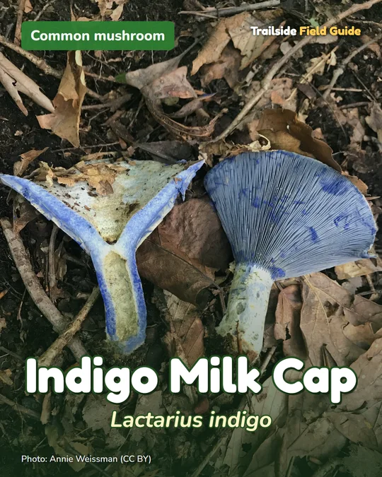 Post card for the Indigo Milk Cap mushroom