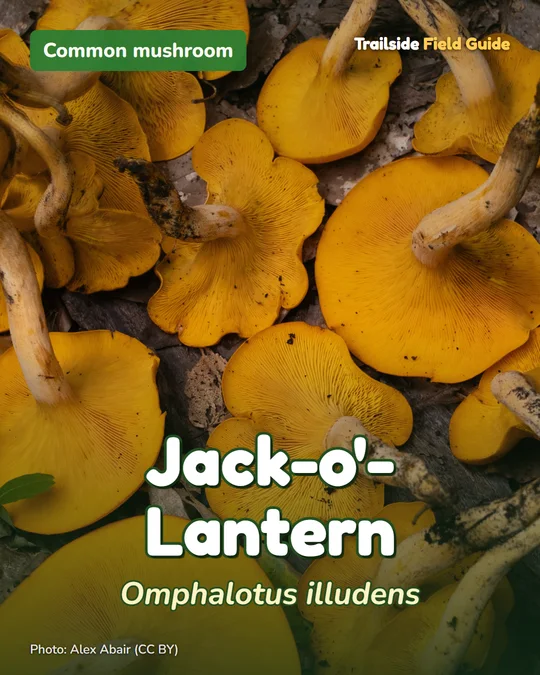 Post card for the Jack-o’-Lantern mushroom with a photo credit at the bottom