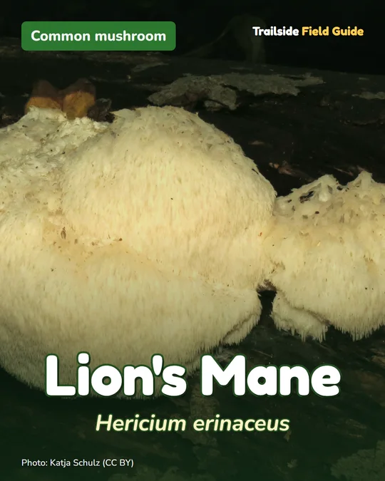 Post card for Lion’s Mane, a common mushroom
