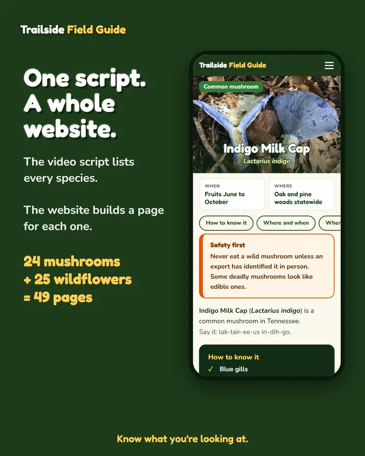 Trailside graphic reading One script, a whole website, with a phone showing the Indigo Milk Cap page
